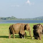 Sri Lanka Tours and Private Driver - Visit Minneriya and see elephants