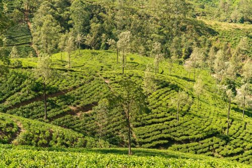 Sri Lanka Tours and Private Driver - Visit Nurawa Eliya tea plantation