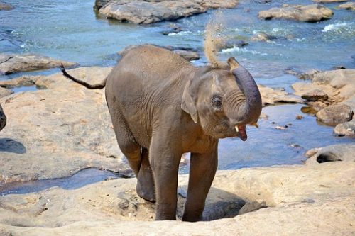 Pinnawala baby elephants - visit them with Sri Lanka Trusted Tours