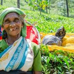 Sri Lanka Tours and Private Driver - Visit Tea Plucker in Nuwara Eliya