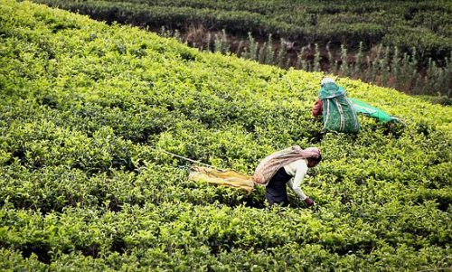 Sri Lanka Tours and Private Driver - Visit Tea harvest at tea plantation in Sri Lanka