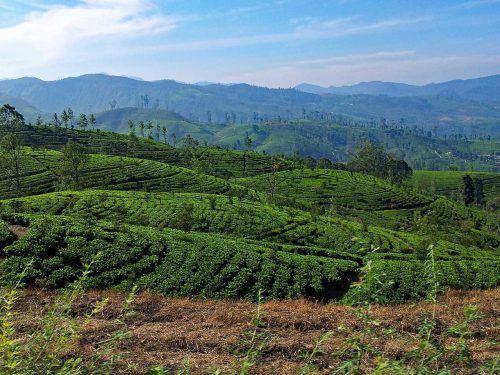 Sri Lanka Tours and Private Driver - Visit - photo from the van of Trusted Tours during a trip through Sri Lanka tea fields